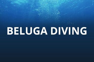 Beluga diving